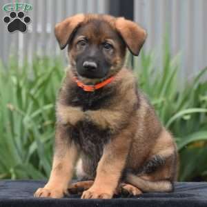 Mason, German Shepherd Puppy
